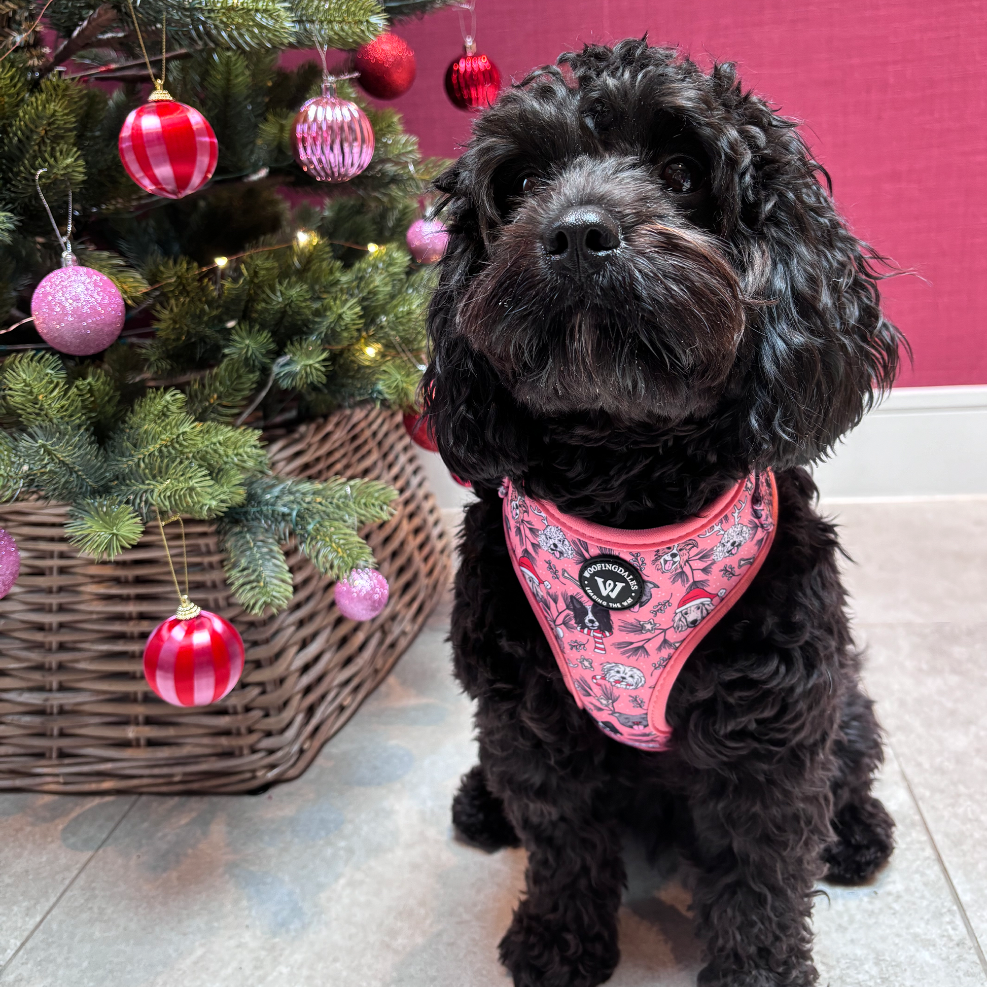 Image of cute dog wearing Woofingdales festive Pink Dog Harness