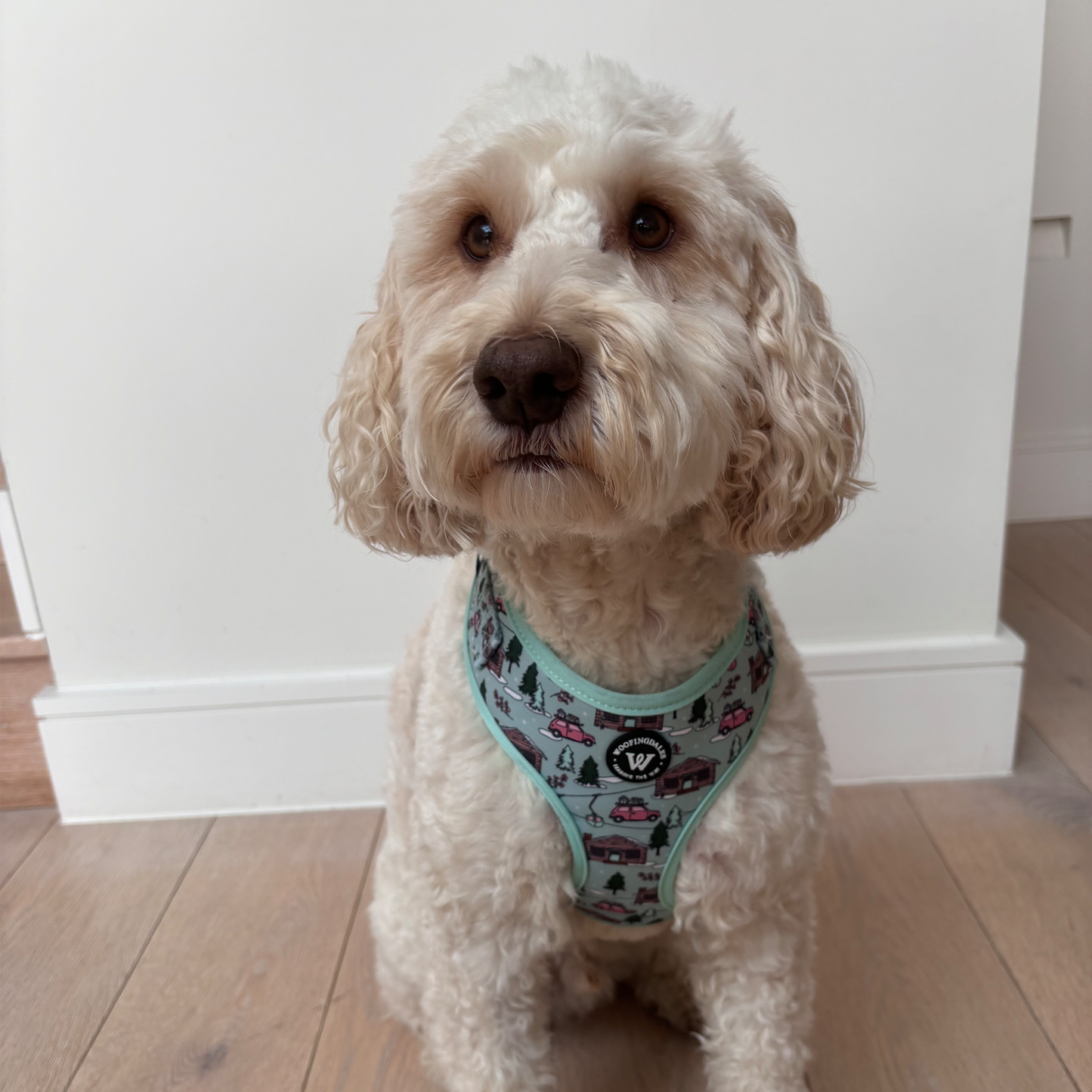 Image of cute dog wearing Woofingdales harness